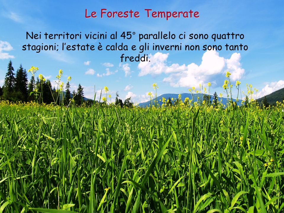 Le Foreste Temperate Nei territori vicini al 45° parallelo ci sono quattro stagioni; l’estate è calda e gli inverni non sono tanto freddi.
