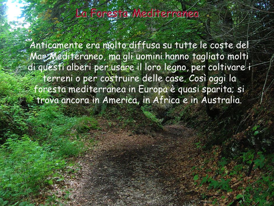 La Foresta Mediterranea