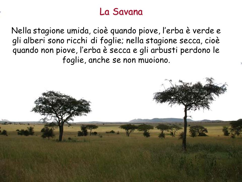 La Savana