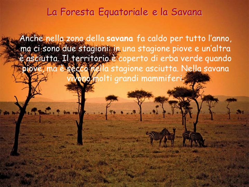 La Foresta Equatoriale e la Savana