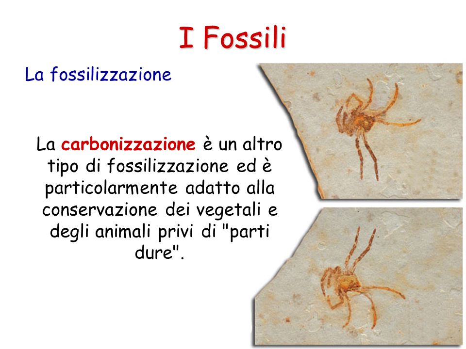 I Fossili La fossilizzazione