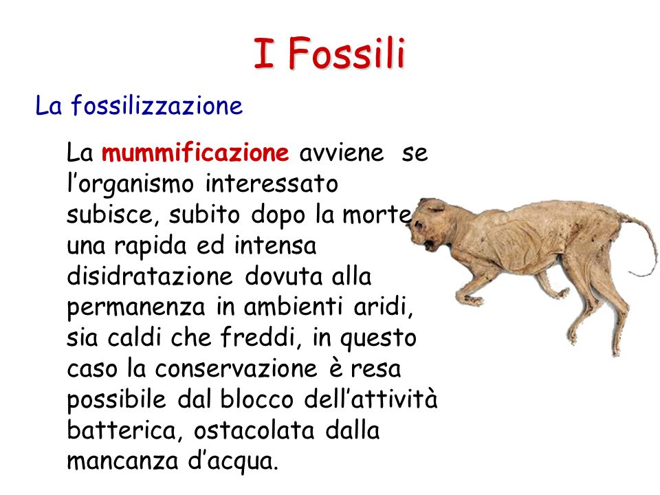 I Fossili La fossilizzazione