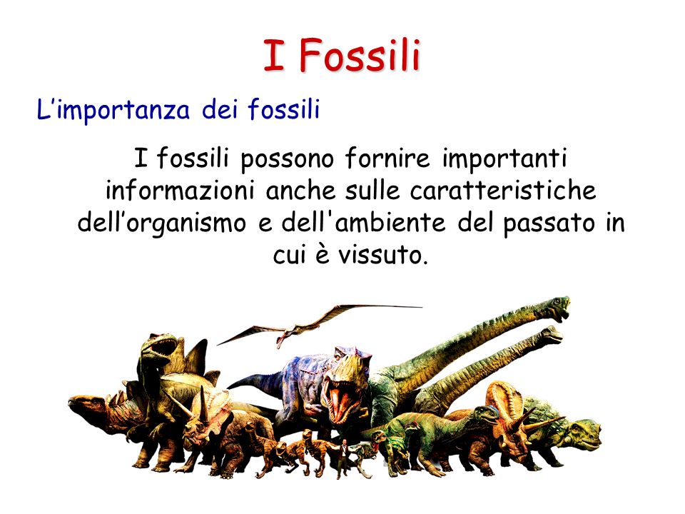 I Fossili L’importanza dei fossili