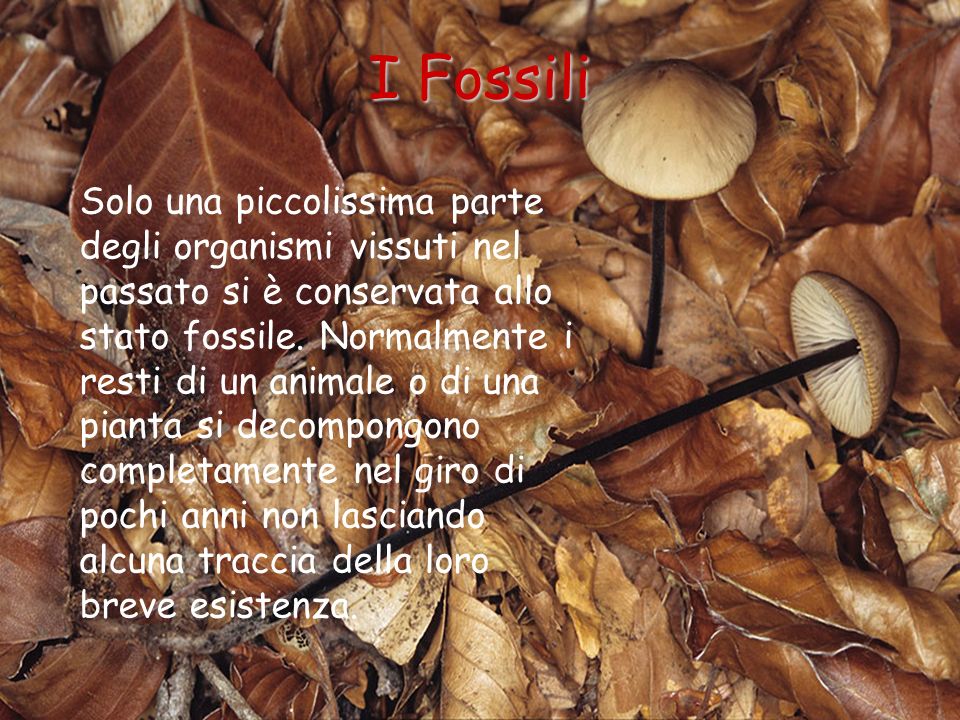 I Fossili