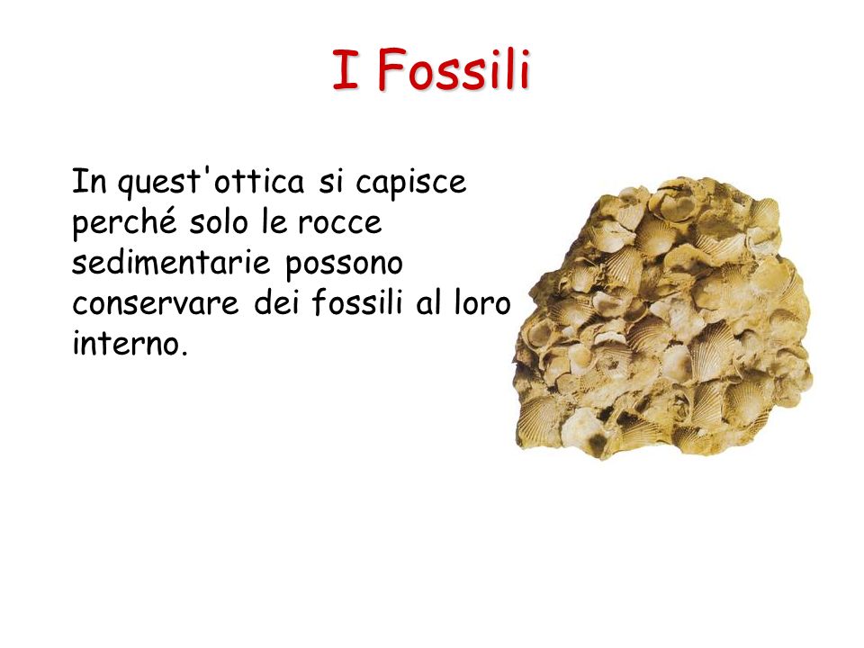 I Fossili In quest ottica si capisce perché solo le rocce sedimentarie possono conservare dei fossili al loro interno.
