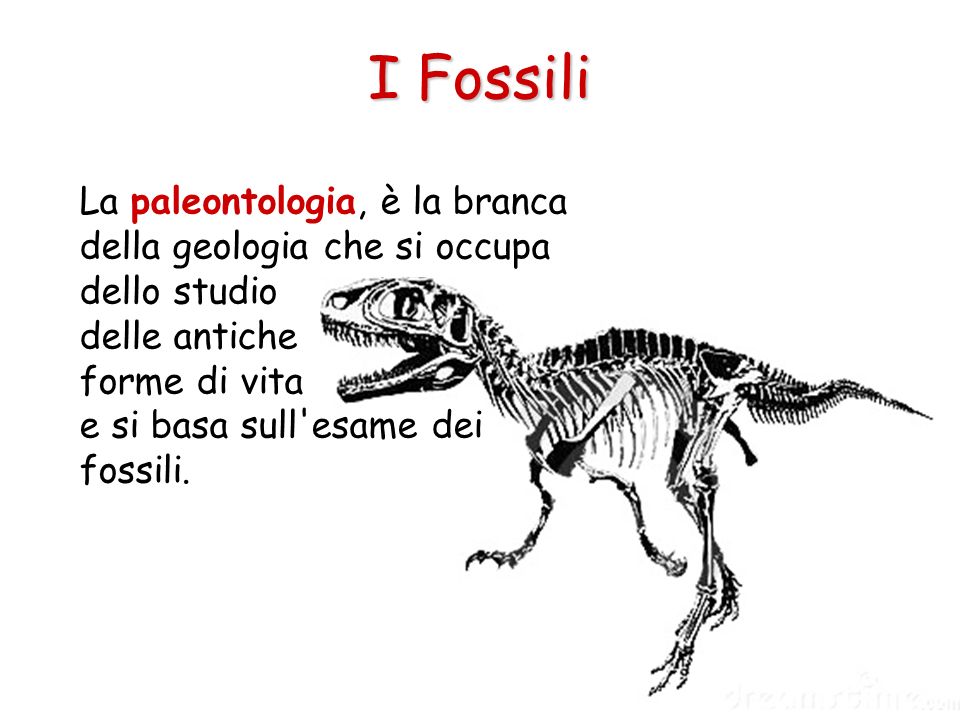 I Fossili La paleontologia, è la branca della geologia che si occupa dello studio delle antiche forme di vita e si basa sull esame dei fossili.
