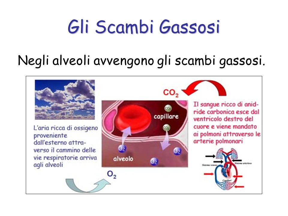 Gli Scambi Gassosi Negli alveoli avvengono gli scambi gassosi.