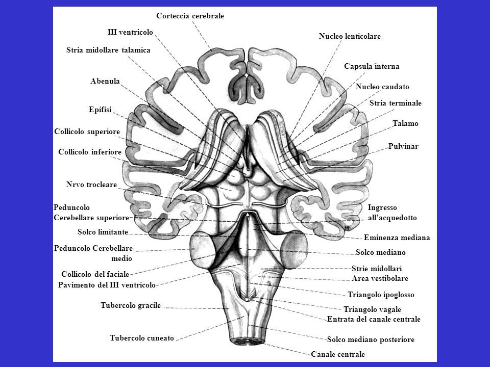 Corteccia cerebrale III ventricolo. Nucleo lenticolare. Stria midollare talamica. Capsula interna.