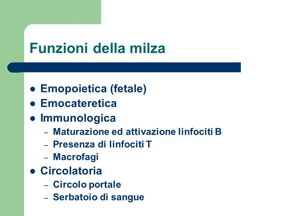 Funzioni della milza Emopoietica (fetale) Emocateretica Immunologica
