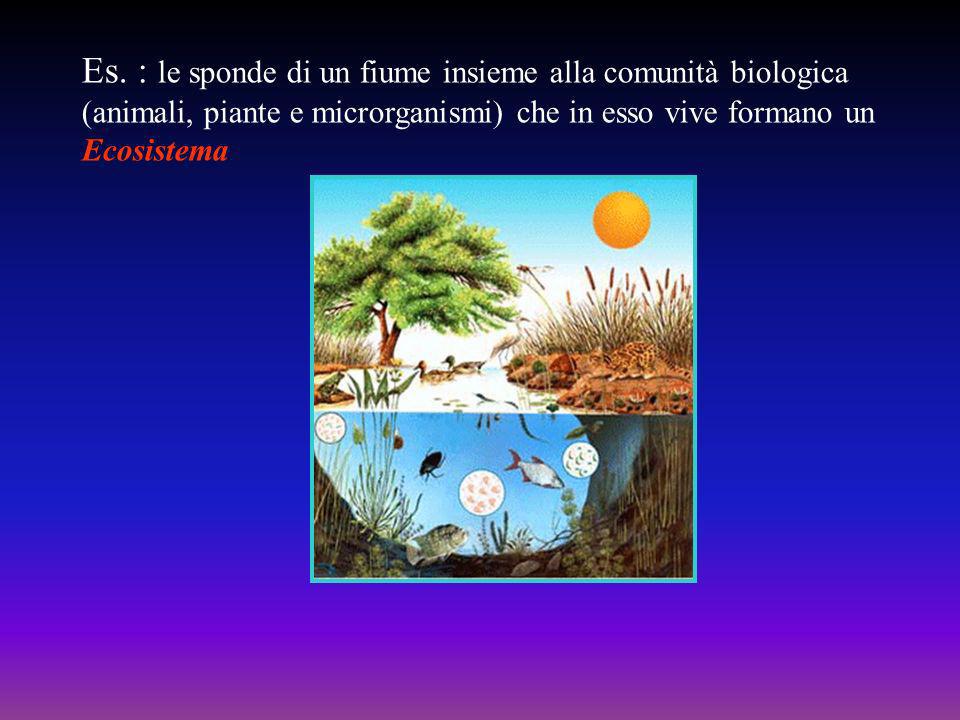 Es. : le sponde di un fiume insieme alla comunità biologica (animali, piante e microrganismi) che in esso vive formano un Ecosistema