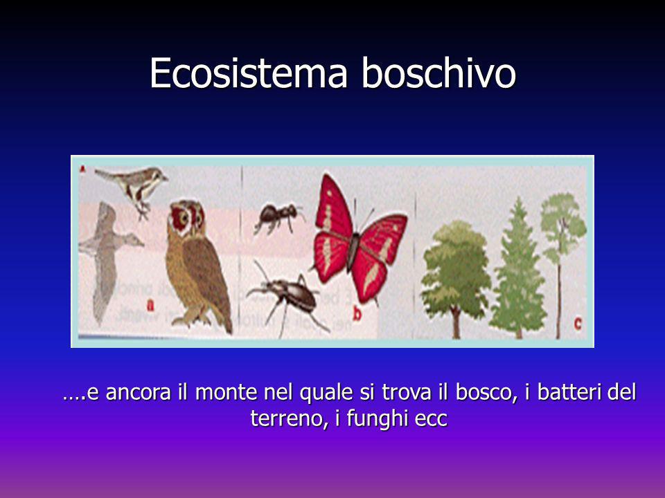 Ecosistema boschivo Ecosistema boschivo.