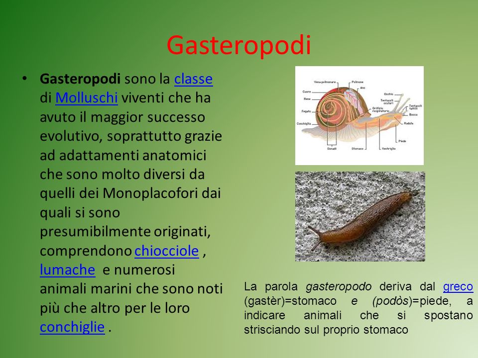 Gasteropodi