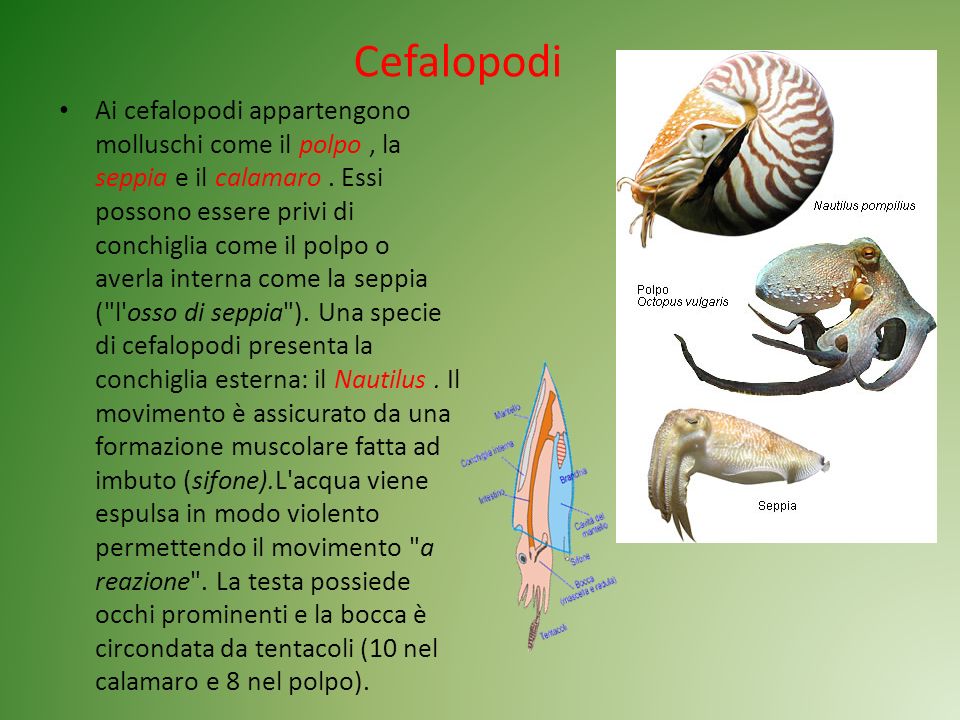 Cefalopodi