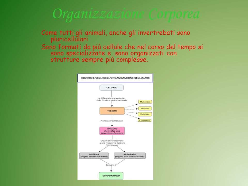 Organizzazione Corporea