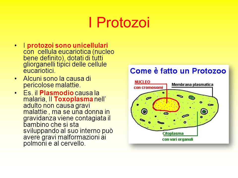 I Protozoi