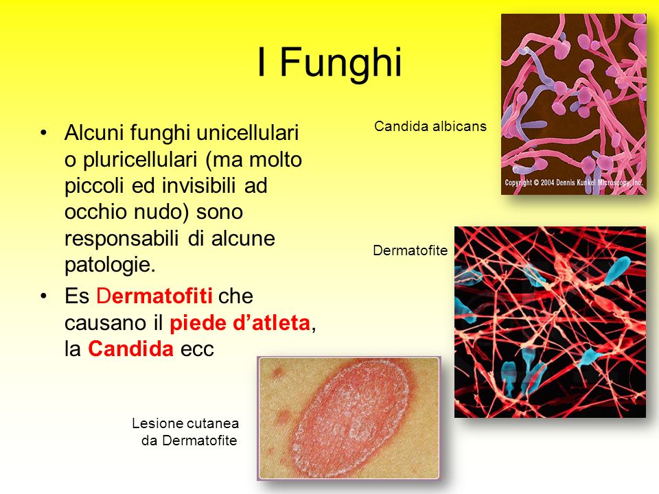 I Funghi Candida albicans.