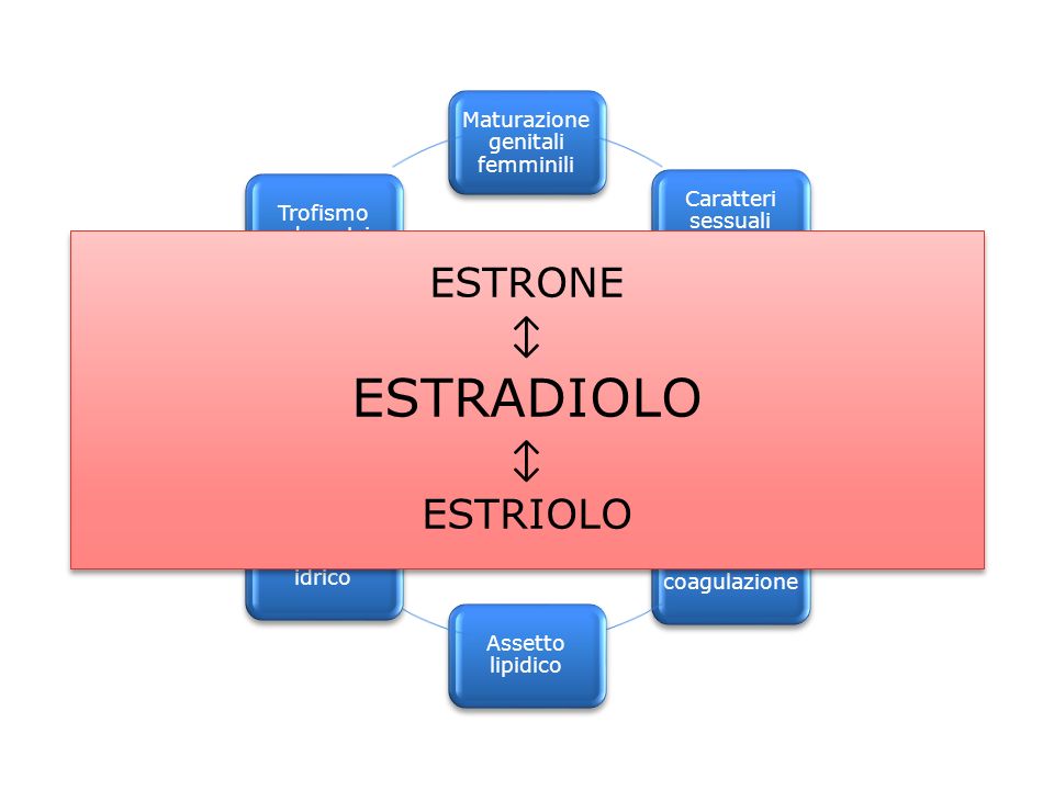 ESTRADIOLO Estrogeni ESTRONE ↕ ESTRIOLO Maturazione genitali femminili