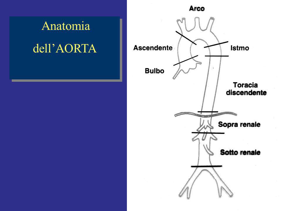 Anatomia dell’AORTA