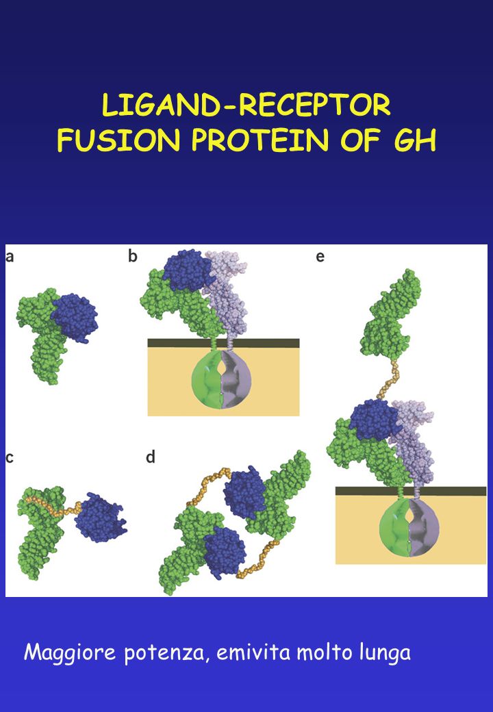 LIGAND-RECEPTOR FUSION PROTEIN OF GH