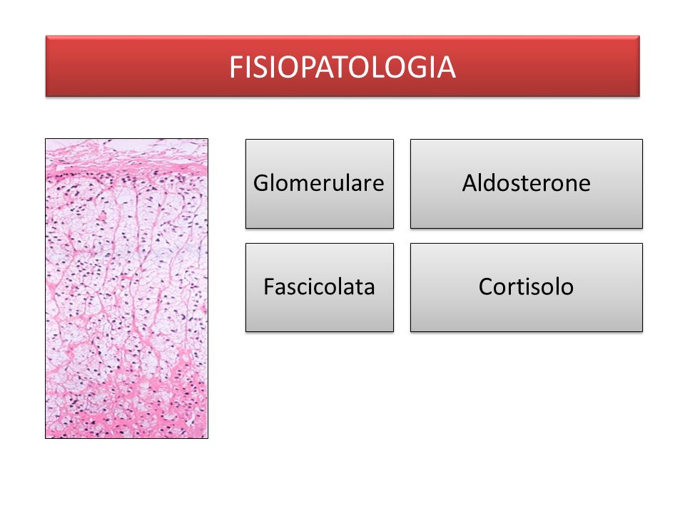 FISIOPATOLOGIA DHEA DHEA-S Aldosterone Cortisolo Androstenedione