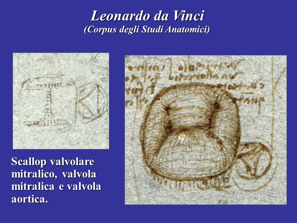 Leonardo da Vinci (Corpus degli Studi Anatomici) Scallop valvolare mitralico, valvola mitralica e valvola aortica.