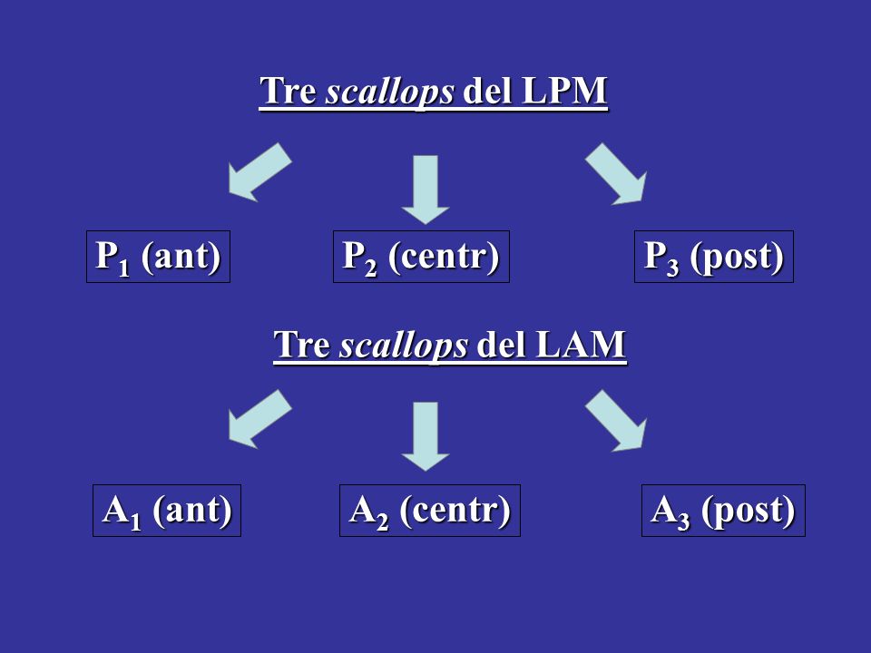 Tre scallops del LPM P1 (ant) P2 (centr) P3 (post) Tre scallops del LAM.