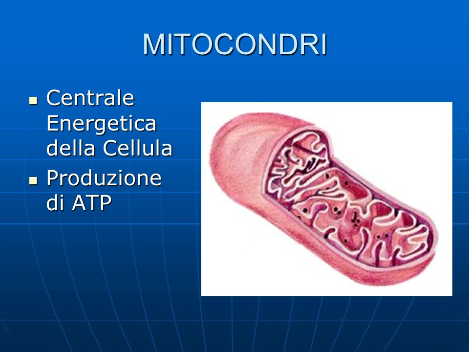 MITOCONDRI Centrale Energetica della Cellula Produzione di ATP