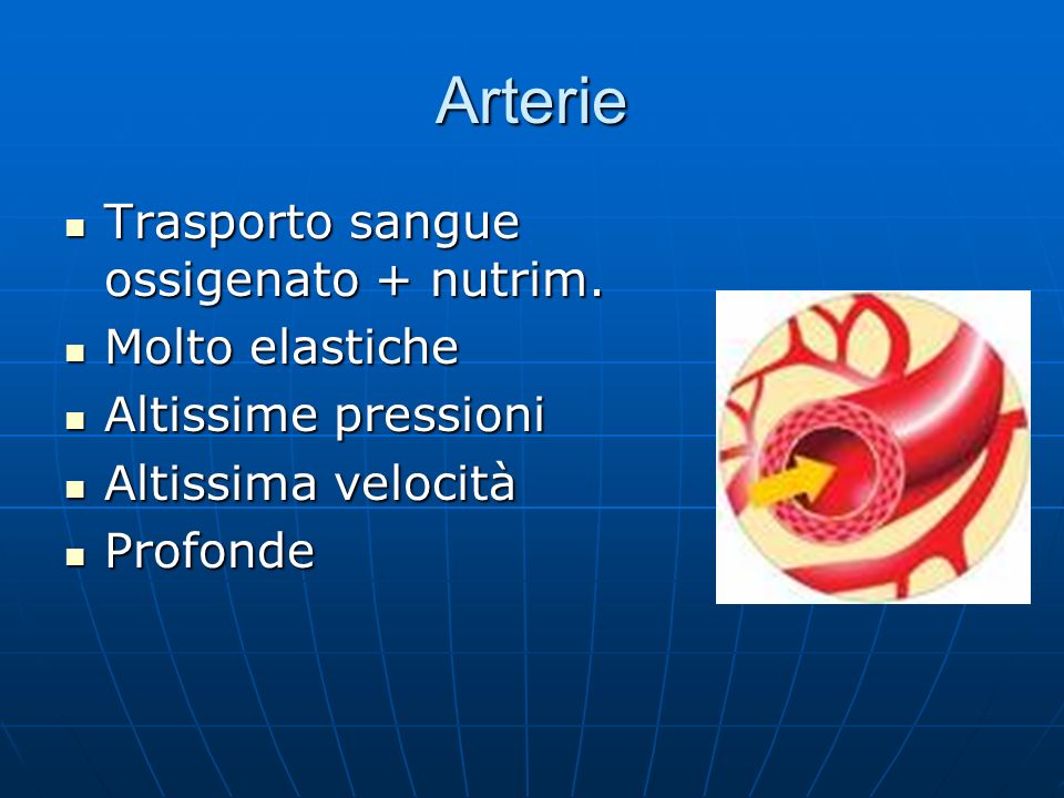 Arterie Trasporto sangue ossigenato + nutrim. Molto elastiche