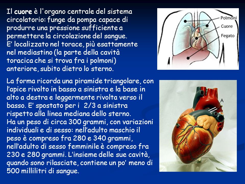 Il cuore è l organo centrale del sistema circolatorio: funge da pompa capace di produrre una pressione sufficiente a permettere la circolazione del sangue.