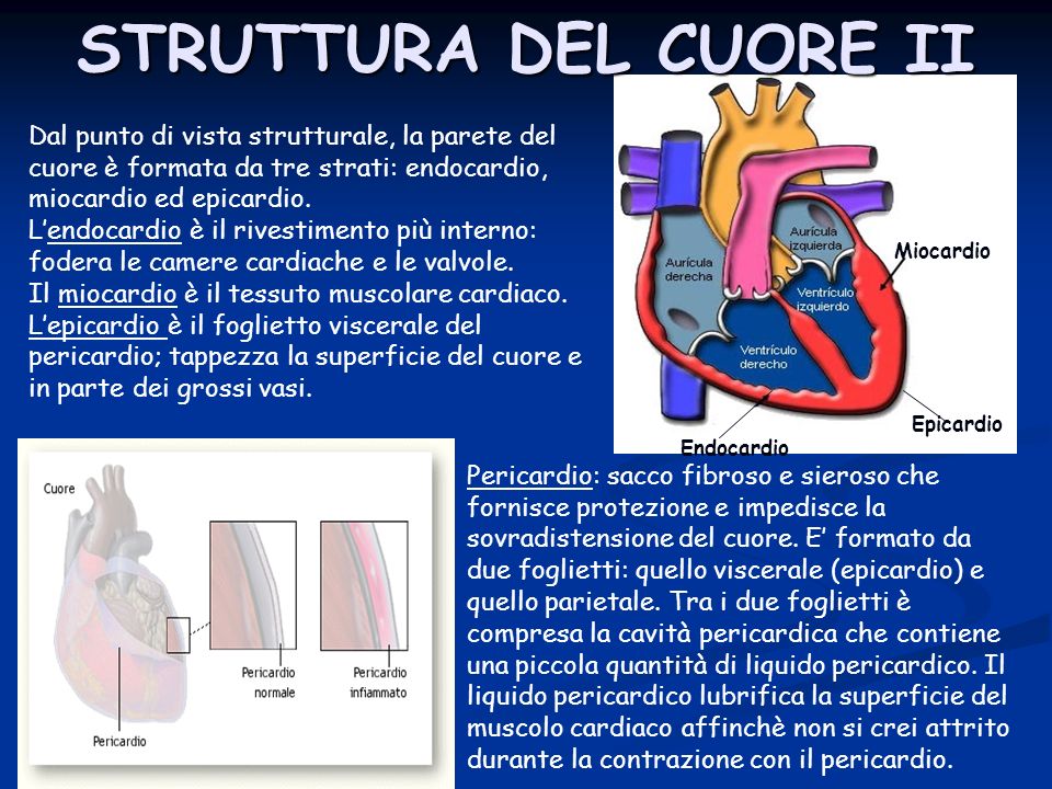 STRUTTURA DEL CUORE II Miocardio. Epicardio. Endocardio.