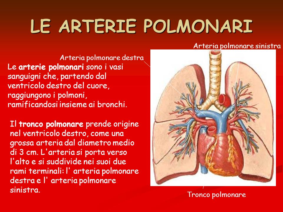 LE ARTERIE POLMONARI Arteria polmonare sinistra. Arteria polmonare destra.