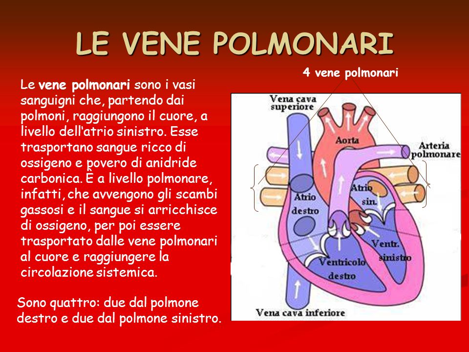 LE VENE POLMONARI 4 vene polmonari.
