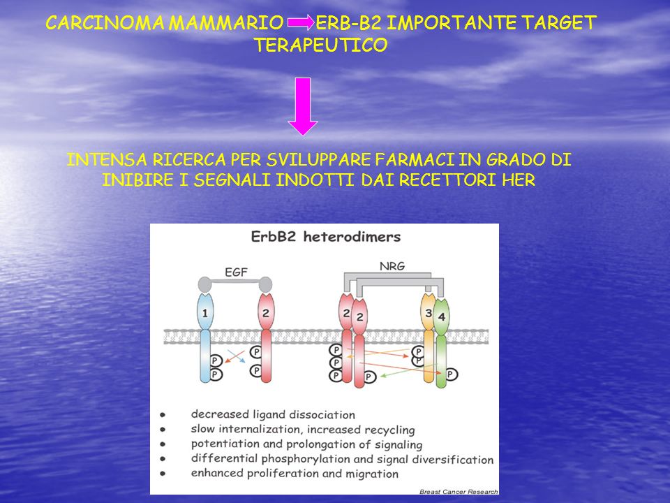 CARCINOMA MAMMARIO ERB-B2 IMPORTANTE TARGET TERAPEUTICO