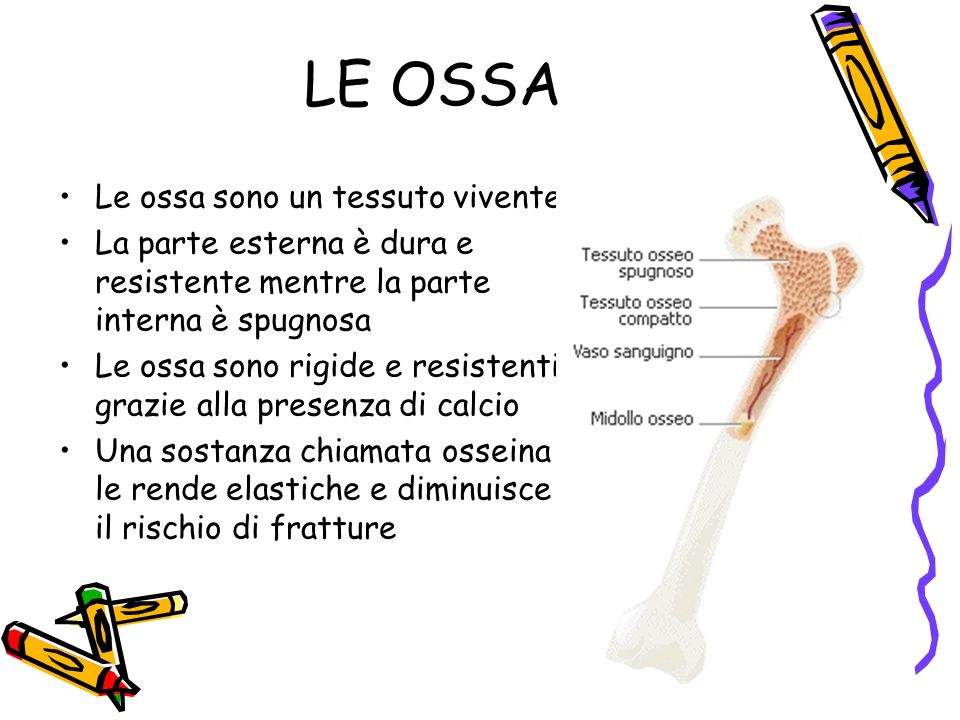 LE OSSA Le ossa sono un tessuto vivente