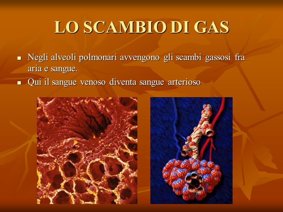 LO SCAMBIO DI GAS Negli alveoli polmonari avvengono gli scambi gassosi fra aria e sangue.