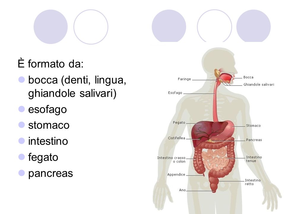 È formato da: bocca (denti, lingua, ghiandole salivari) esofago stomaco intestino fegato pancreas