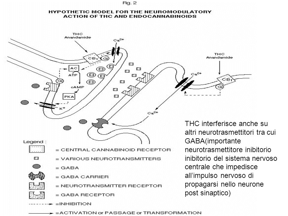 THC interferisce anche su altri neurotrasmettitori tra cui GABA(importante neurotrasmettitore inibitorio inibitorio del sistema nervoso centrale che impedisce all’impulso nervoso di propagarsi nello neurone post sinaptico)
