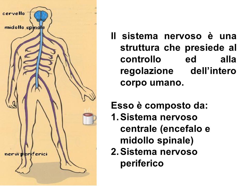 Il sistema nervoso è una struttura che presiede al controllo ed alla regolazione dell’intero corpo umano.