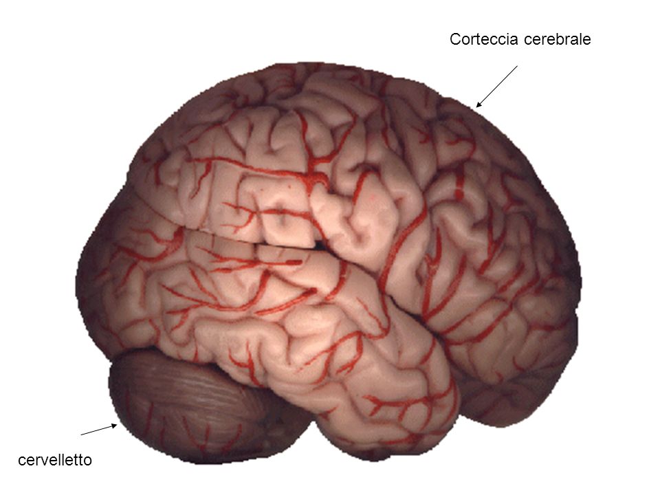 Corteccia cerebrale cervelletto