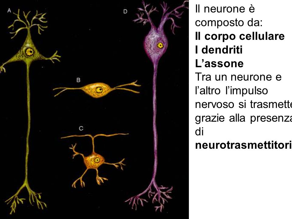 Il neurone è composto da: