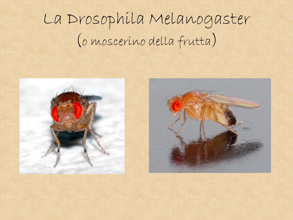 La Drosophila Melanogaster (o moscerino della frutta)