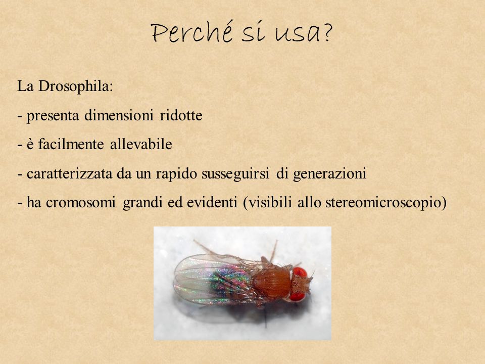 Perché si usa La Drosophila: presenta dimensioni ridotte
