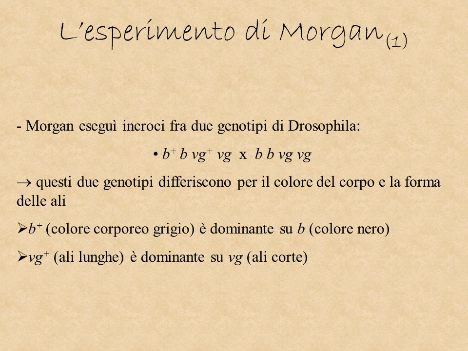 L’esperimento di Morgan(1)