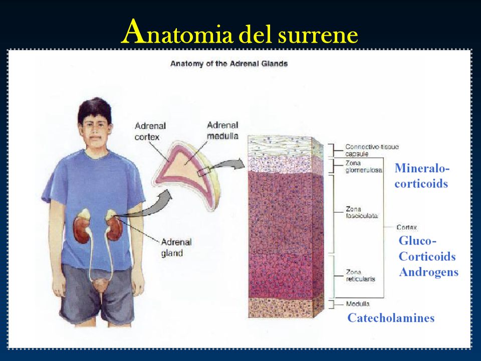 Anatomia del surrene