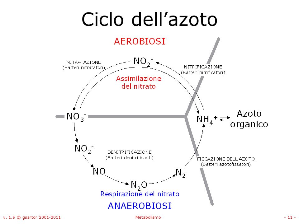 Ciclo dell’azoto v. 1.5 © gsartor Metabolismo