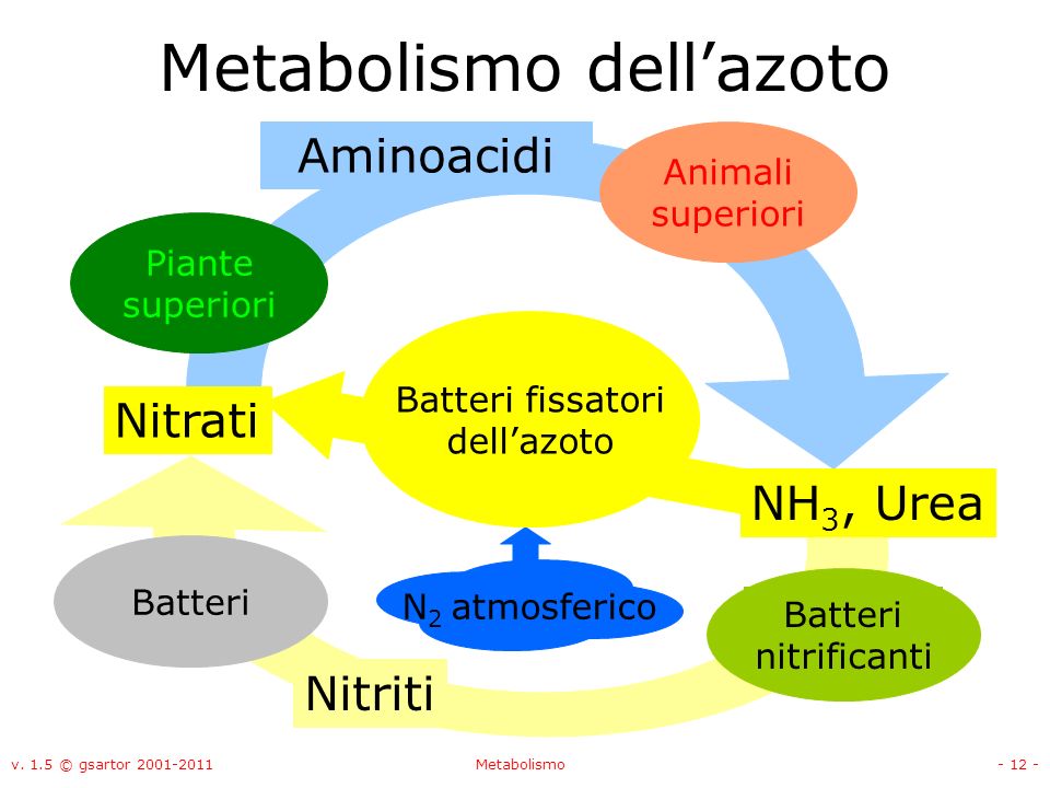 Metabolismo dell’azoto