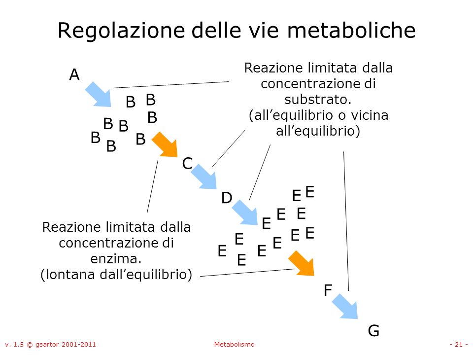 Regolazione delle vie metaboliche