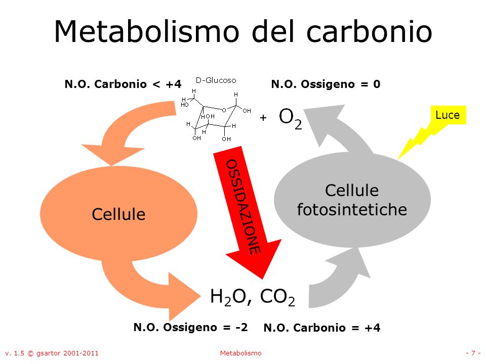 Metabolismo del carbonio