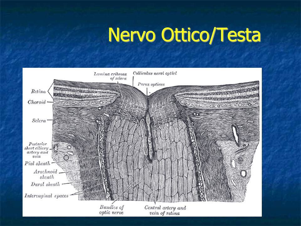 Nervo Ottico/Testa