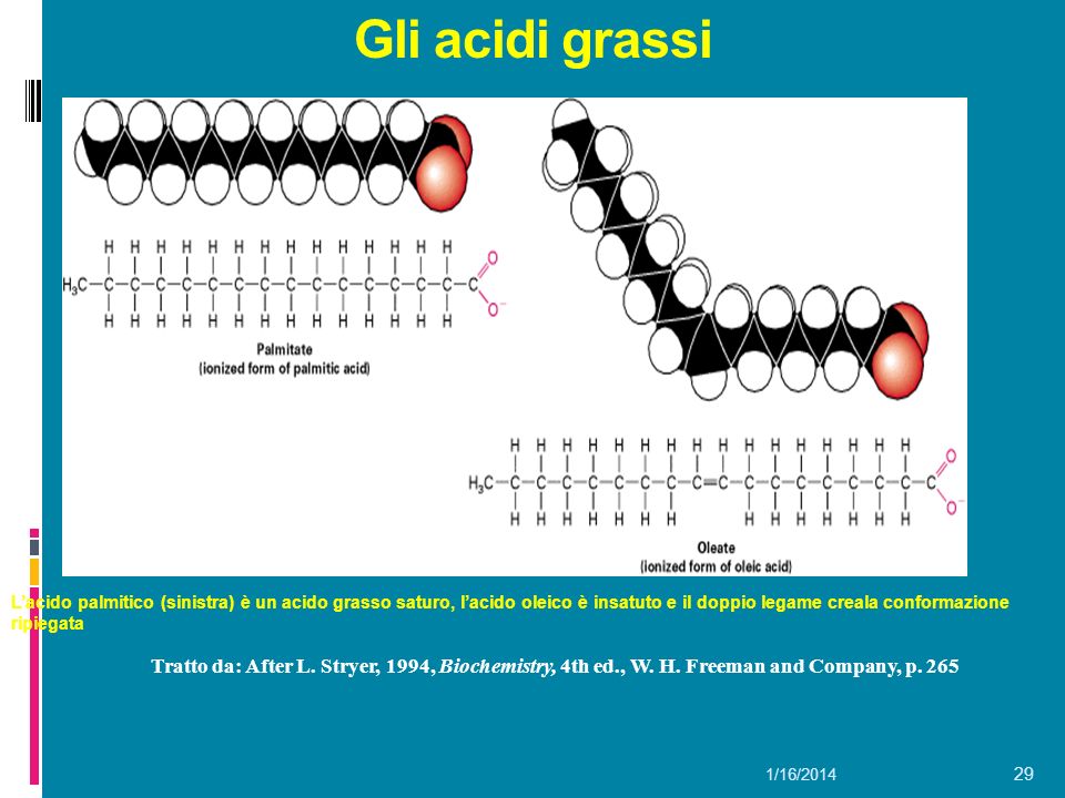 Gli acidi grassi L’acido palmitico (sinistra) è un acido grasso saturo, l’acido oleico è insatuto e il doppio legame creala conformazione ripiegata.